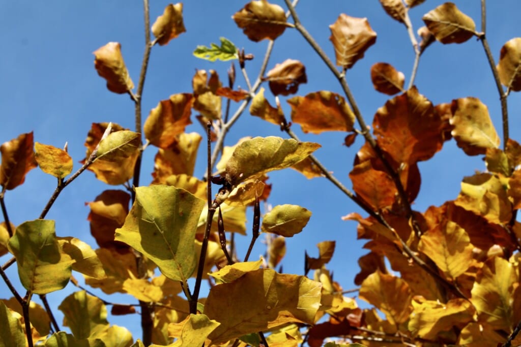 Colours of Autumn