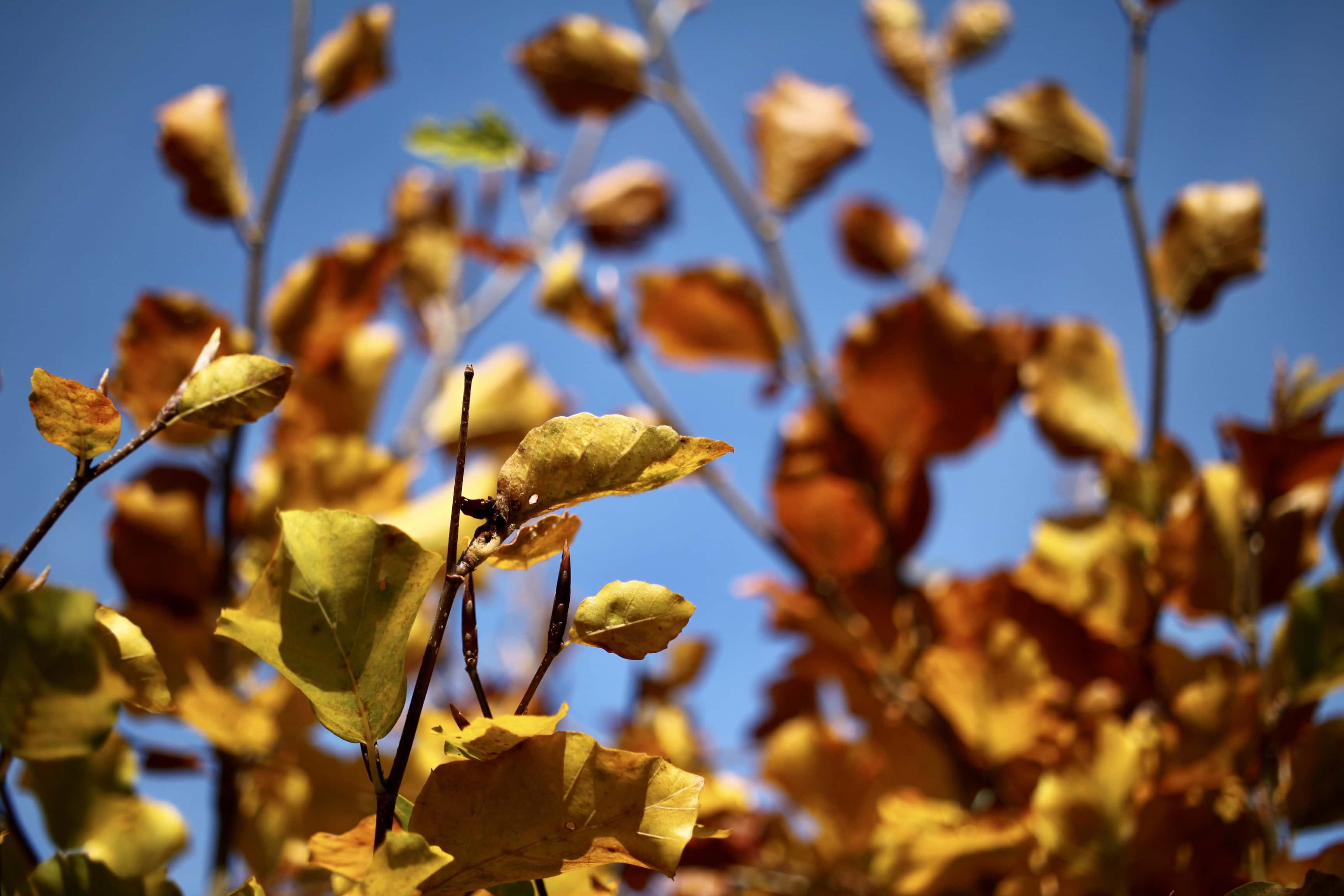 Autumn Leafs — FOTD Nov 14