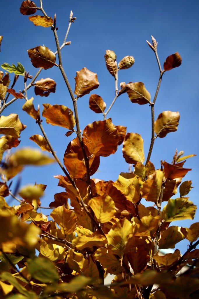 Colours of Autumn