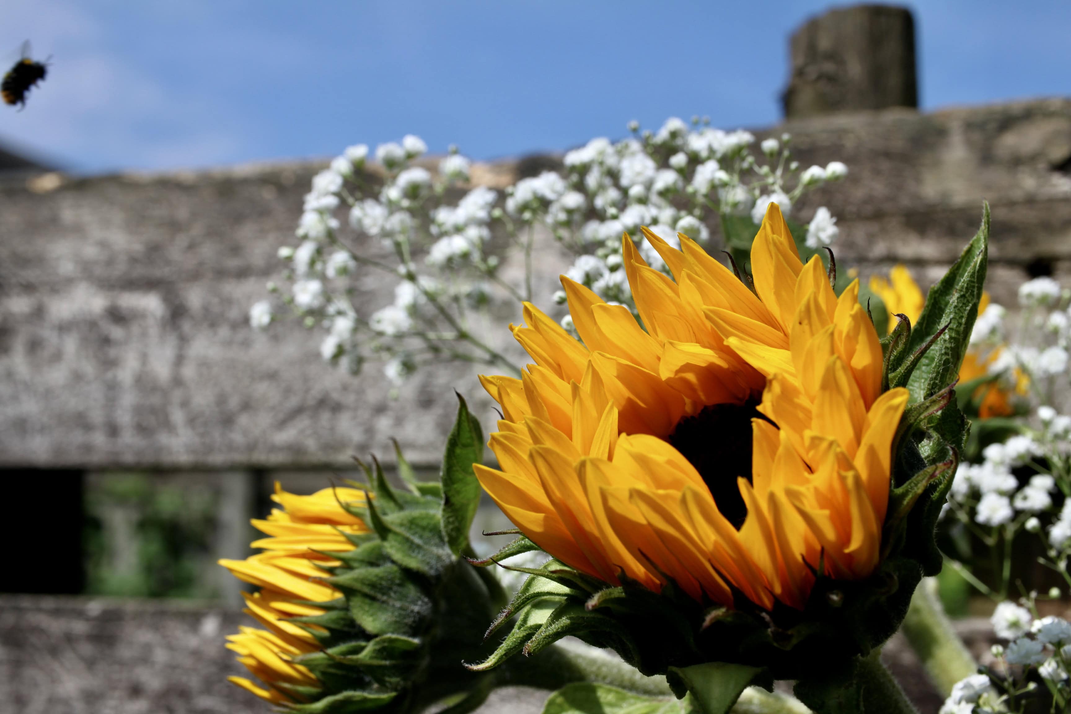 Sunflower Splendour:  FOTD Dec 15 with Post-Apocalyptic AI Artistry
