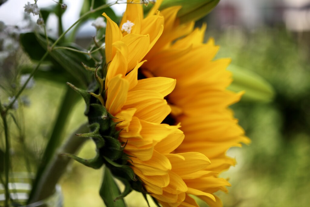 Sunflower