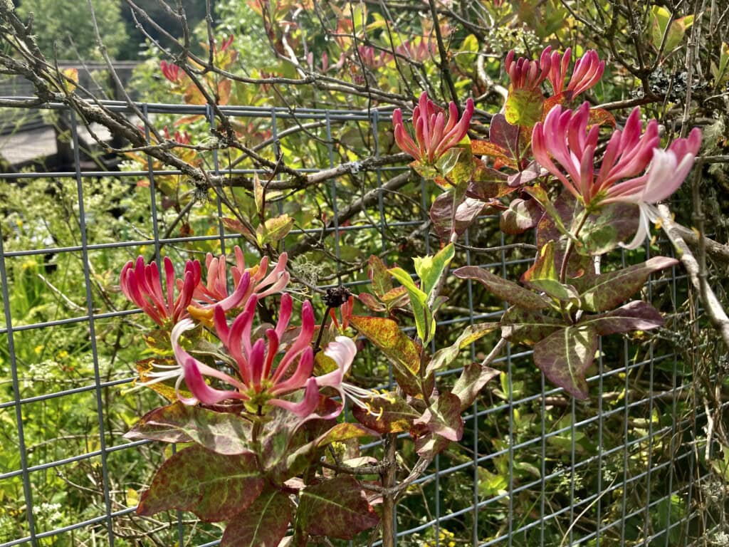 Honeysuckle