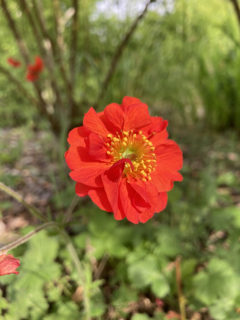 Dwarf Orange