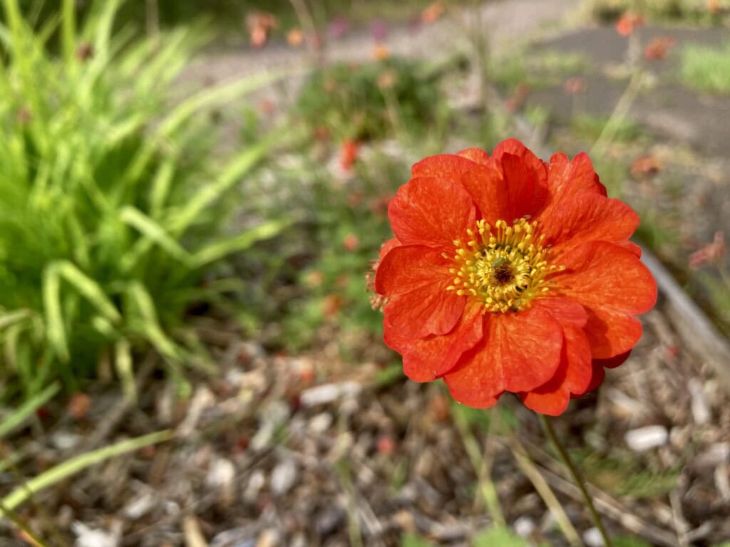 Dwarf Orange