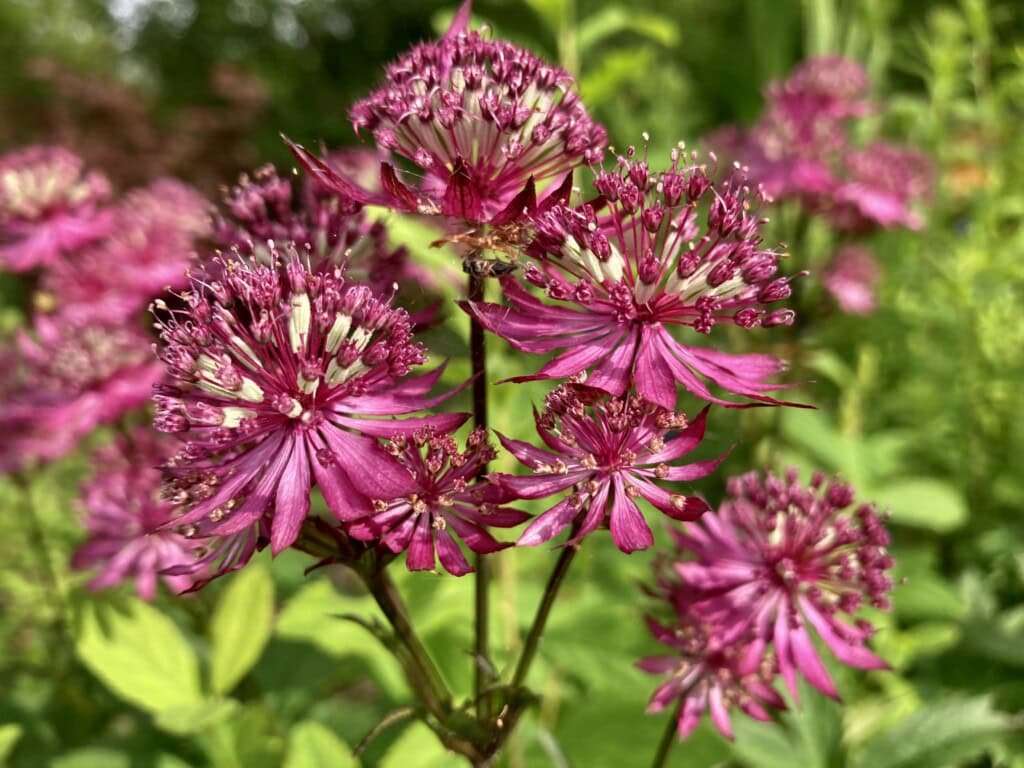Great masterwort