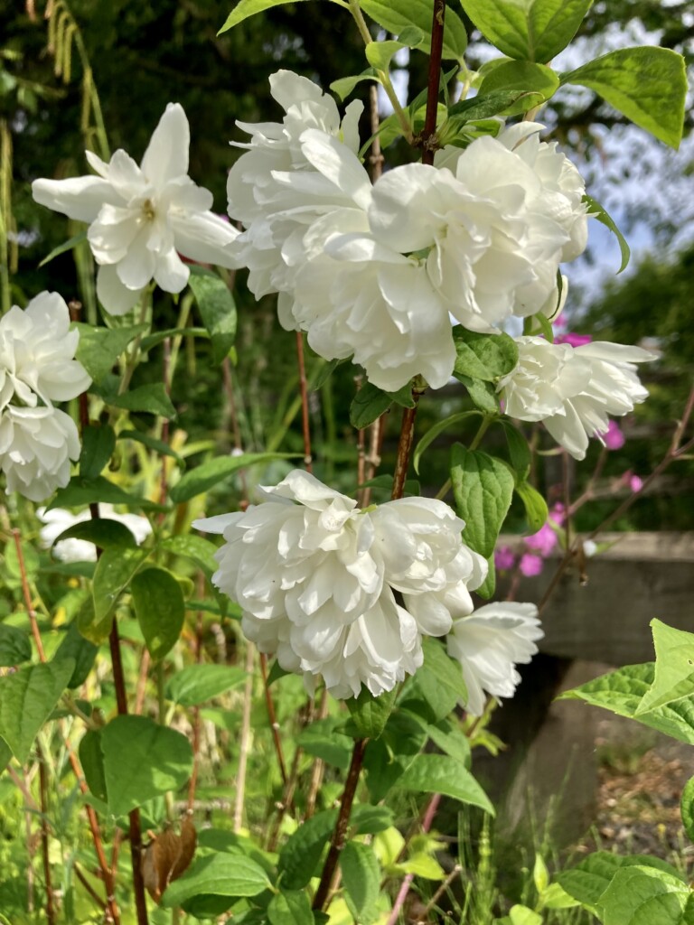 Fuzzy deutzia