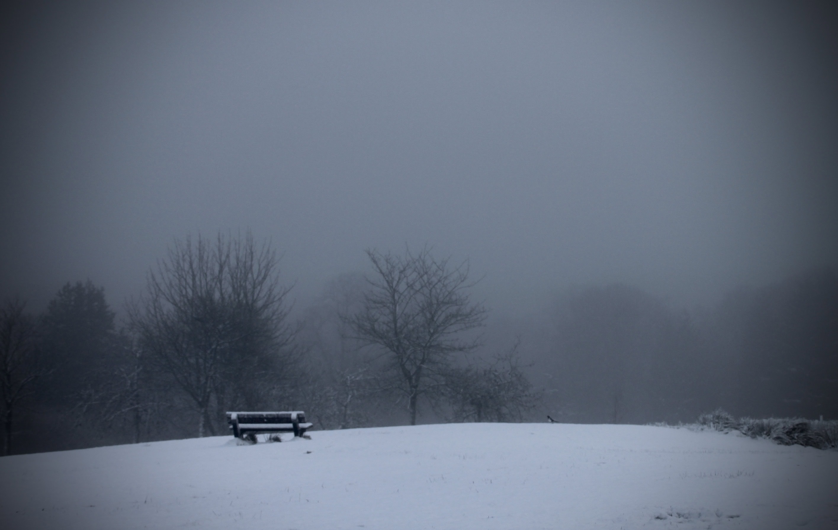 Snowy Solitude — Lens-Artists Challenge #277