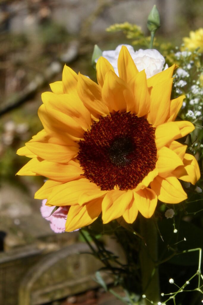 Sunflower 