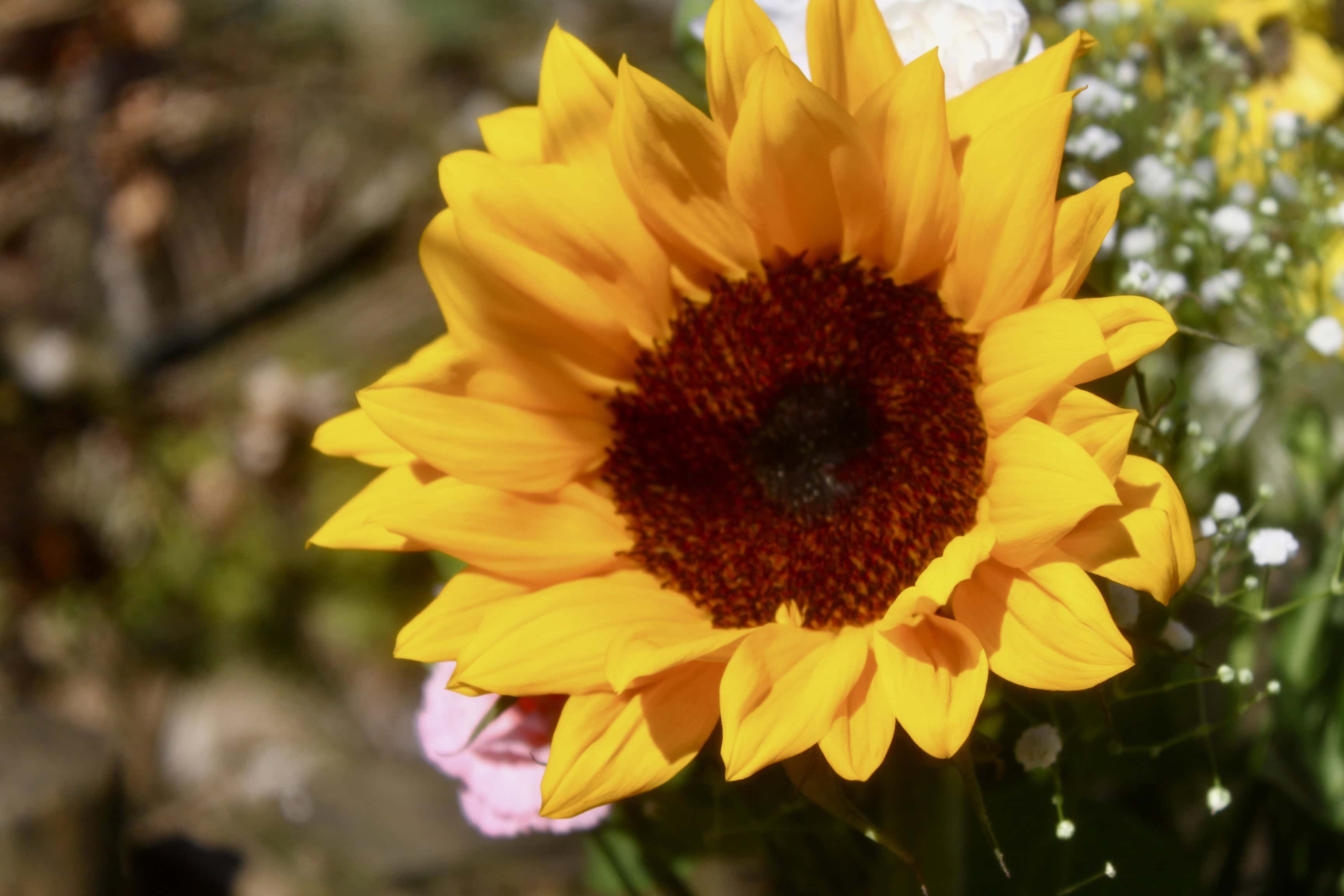 Sunflower Splendour:  FOTD Dec 12 with AI Artistry