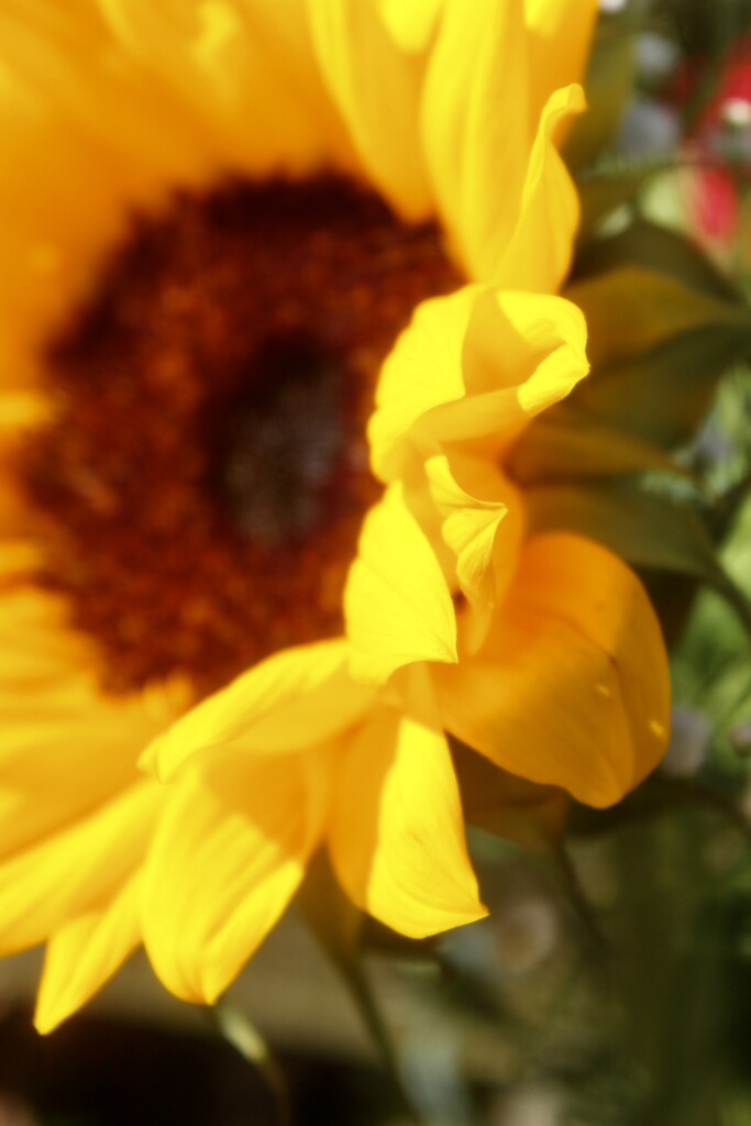 Sunflower close-up