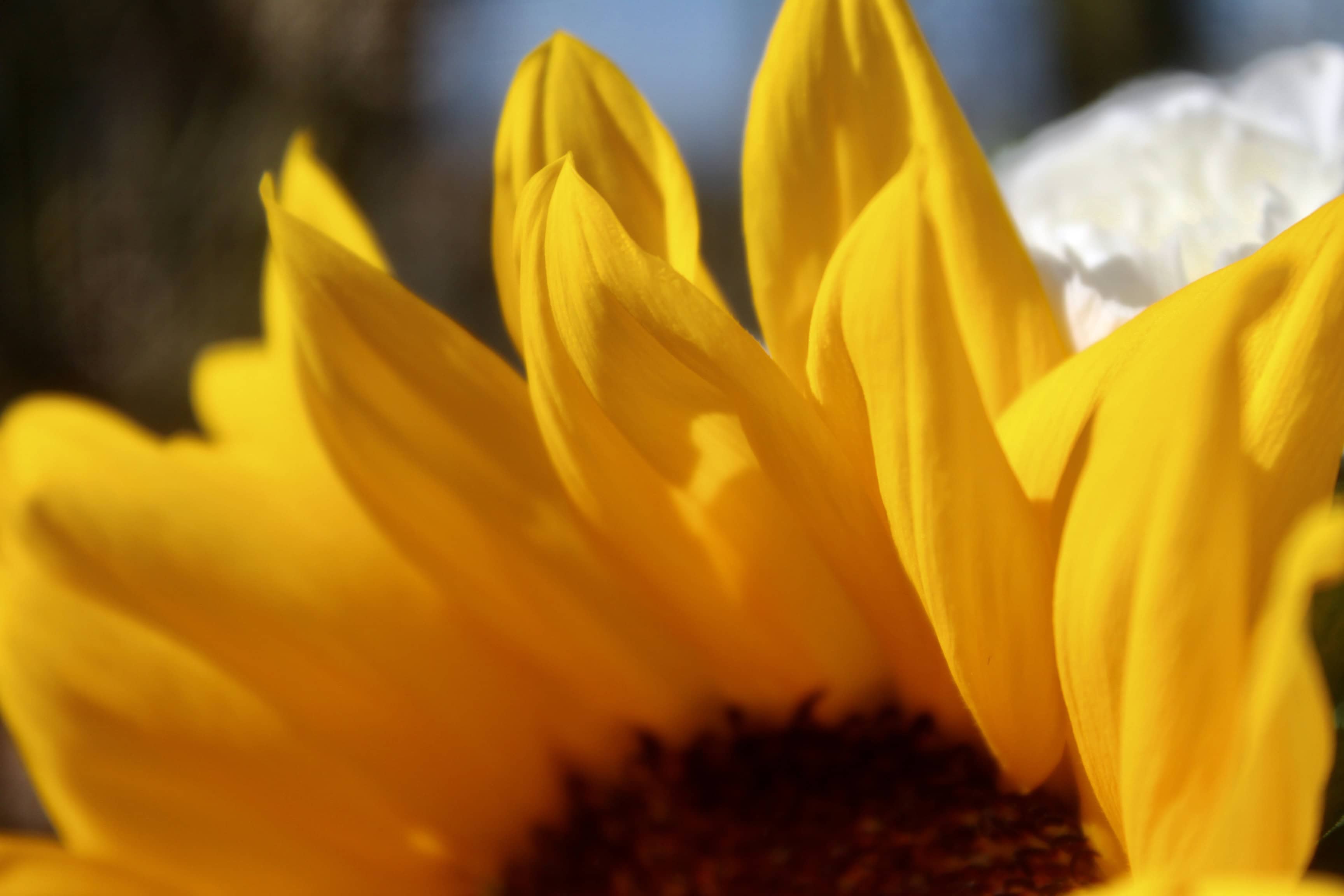 Sunflower — FOTD Dec 10