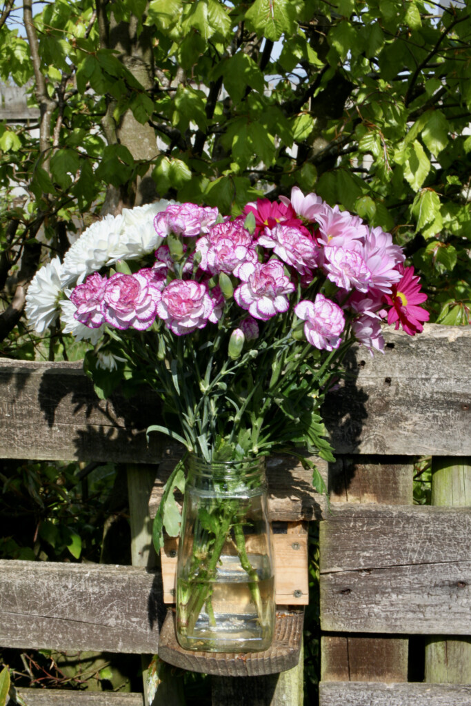 Carnations