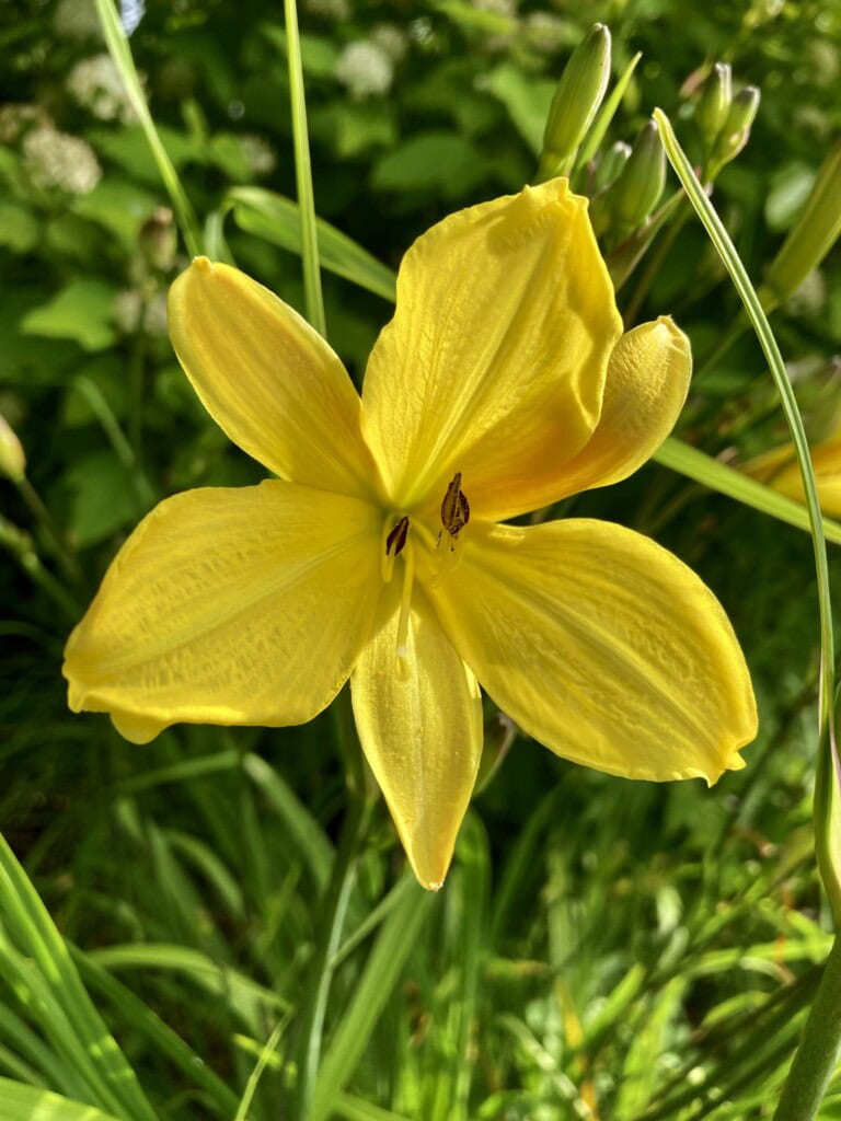 Day lily