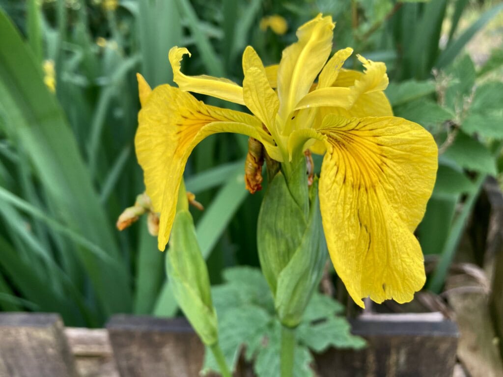 Yellow Iris