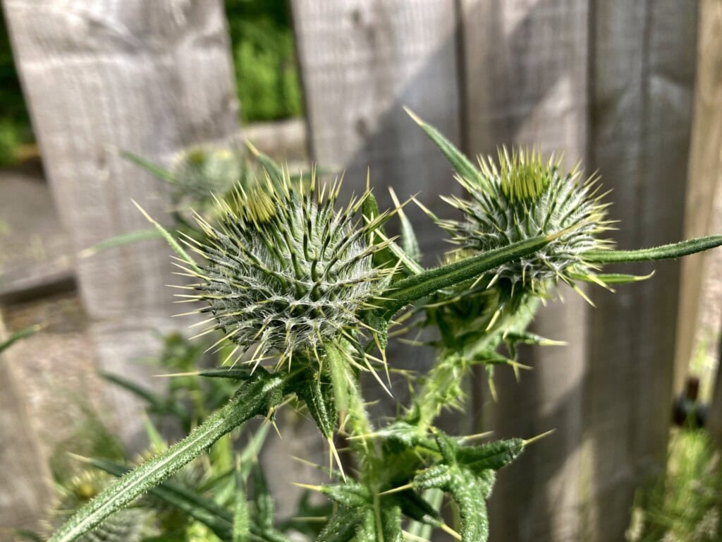 Thistle head