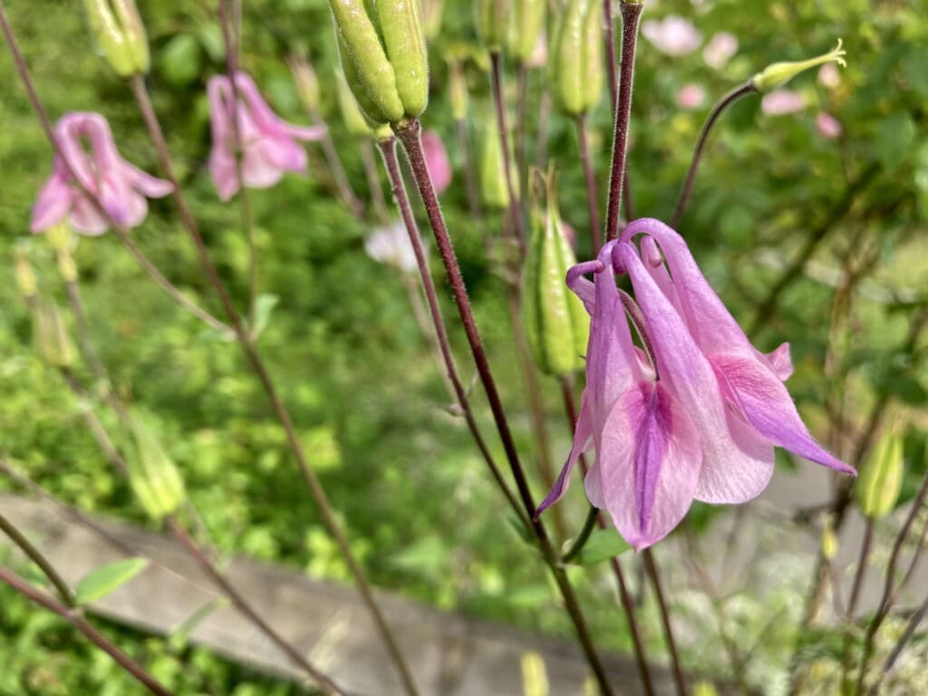 Pink Columbine