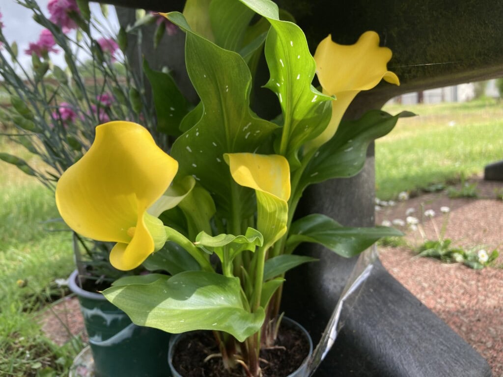 Water Arum