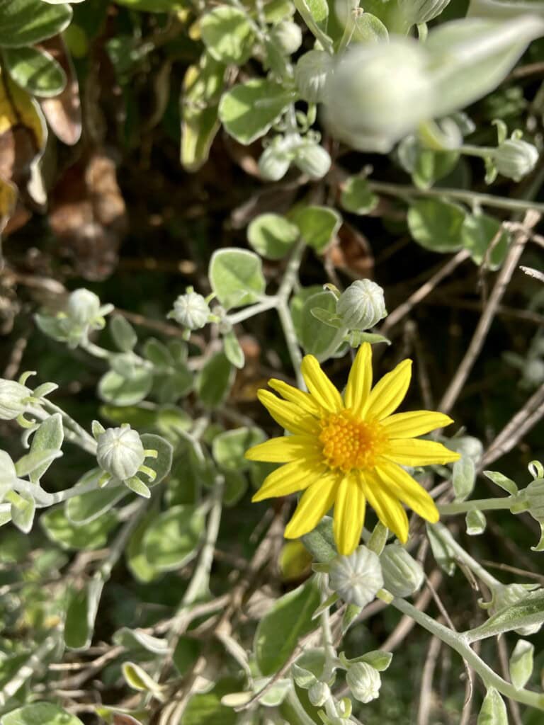 Daisy bush