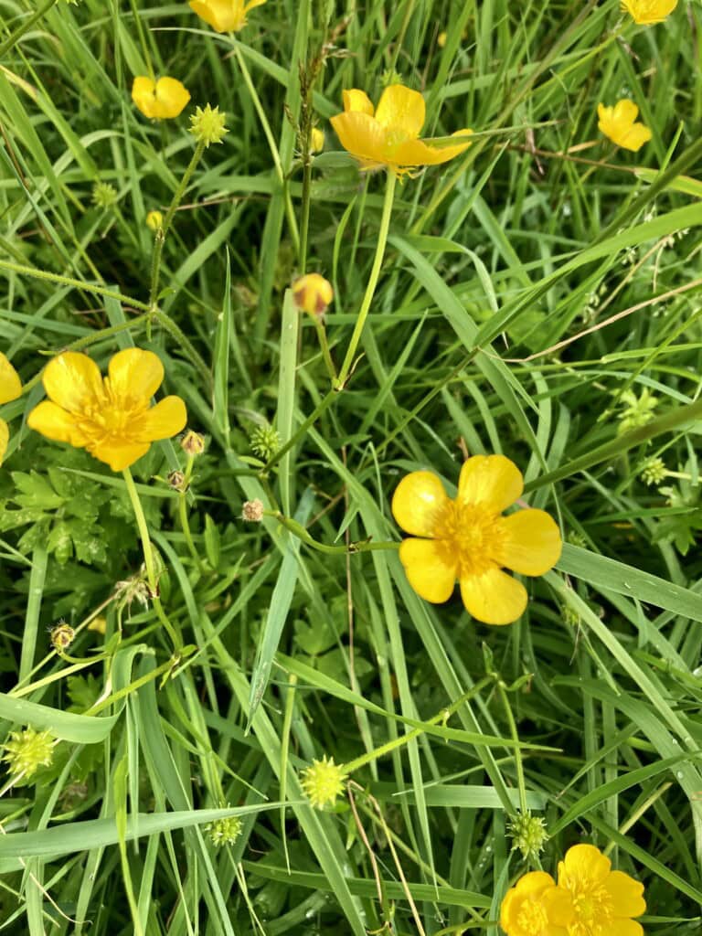 Buttercups