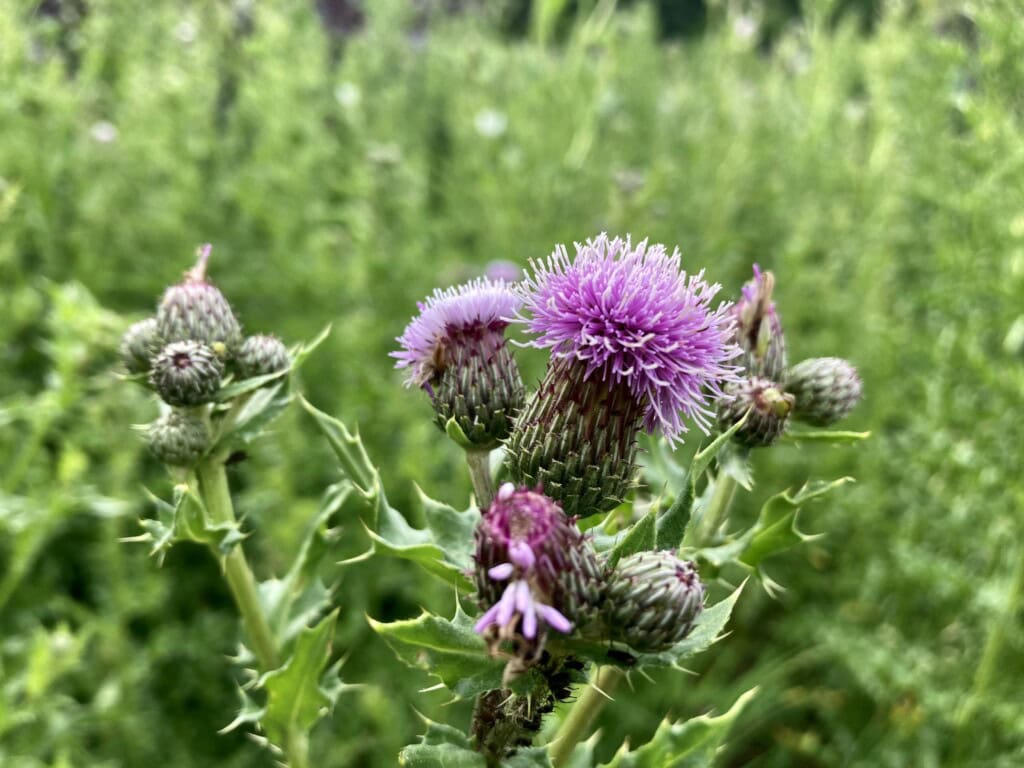 Creeping Thistle