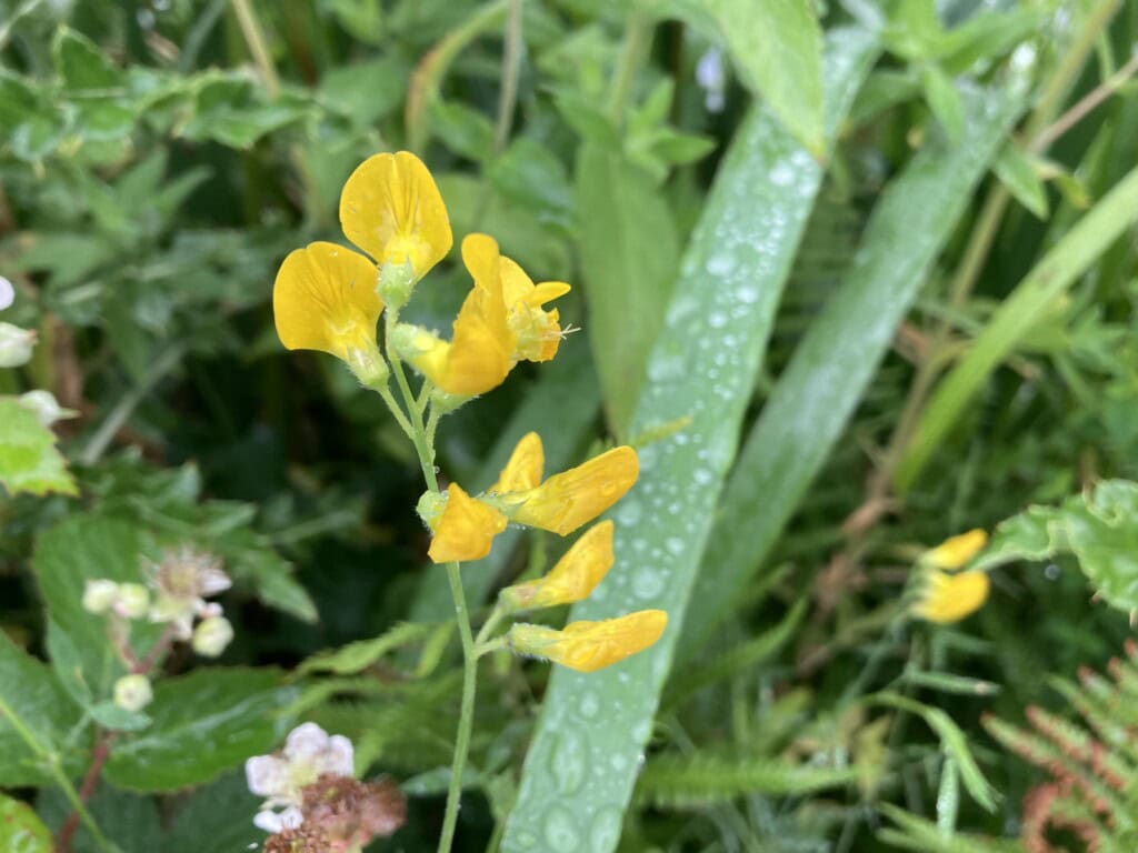 Meadow Vetchling