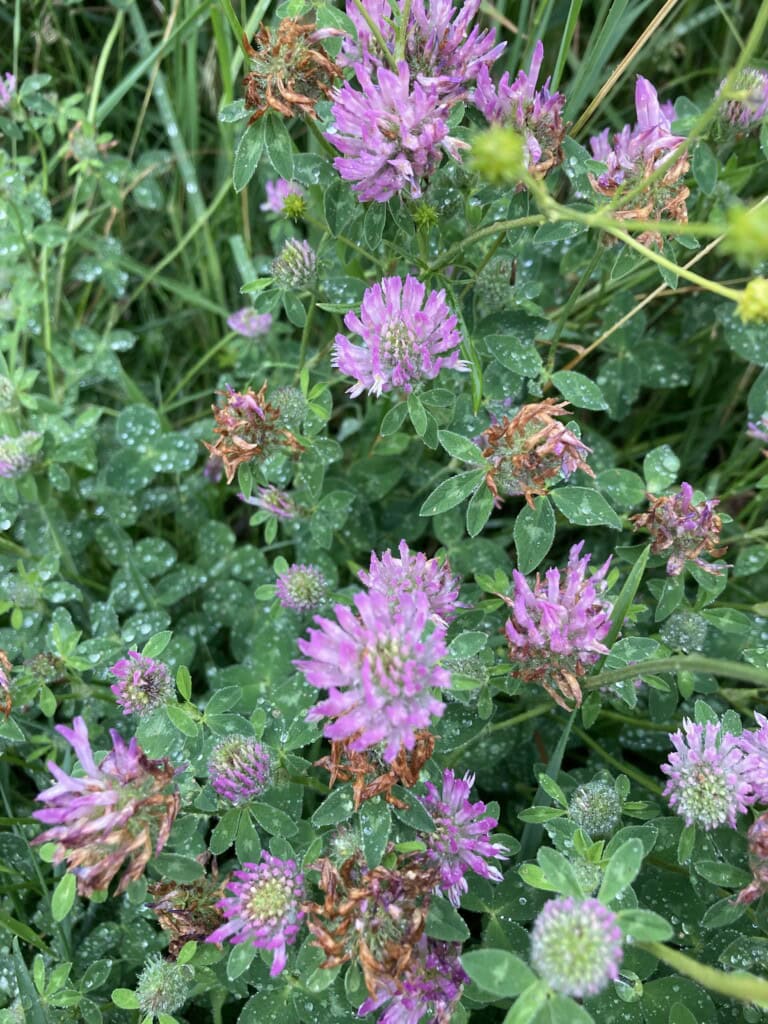 Red Clover