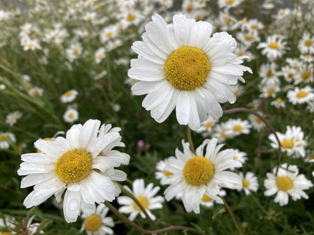 Ox-eye daisies