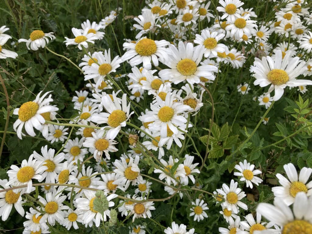 Ox-eye daisies