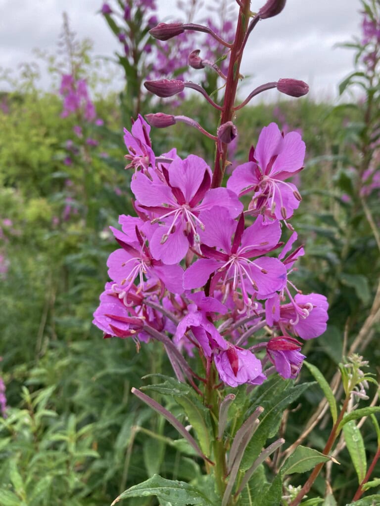 Fireweed