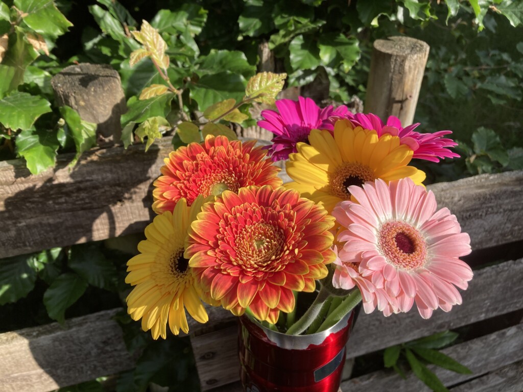 Gerbera daisies