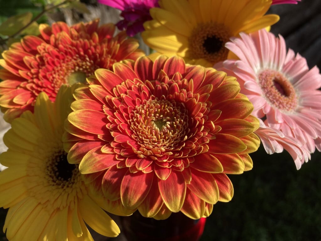 Gerbera daisies