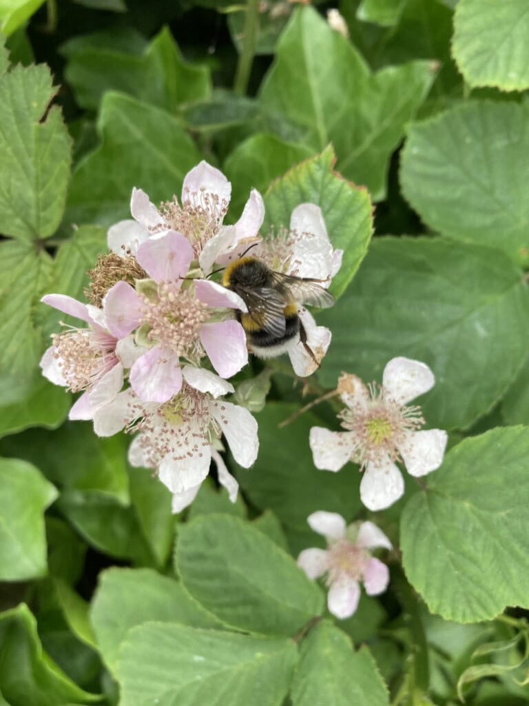 Bramble blossoms & bumble bee