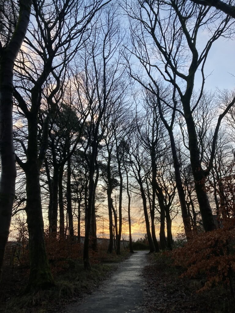 Dawn through winter trees