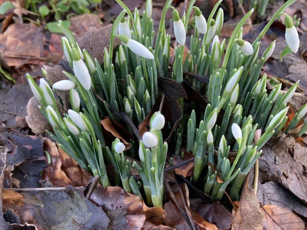 First Snowdrops