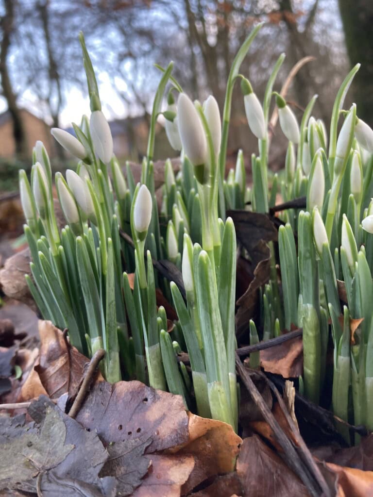 Snowdrops from ground level