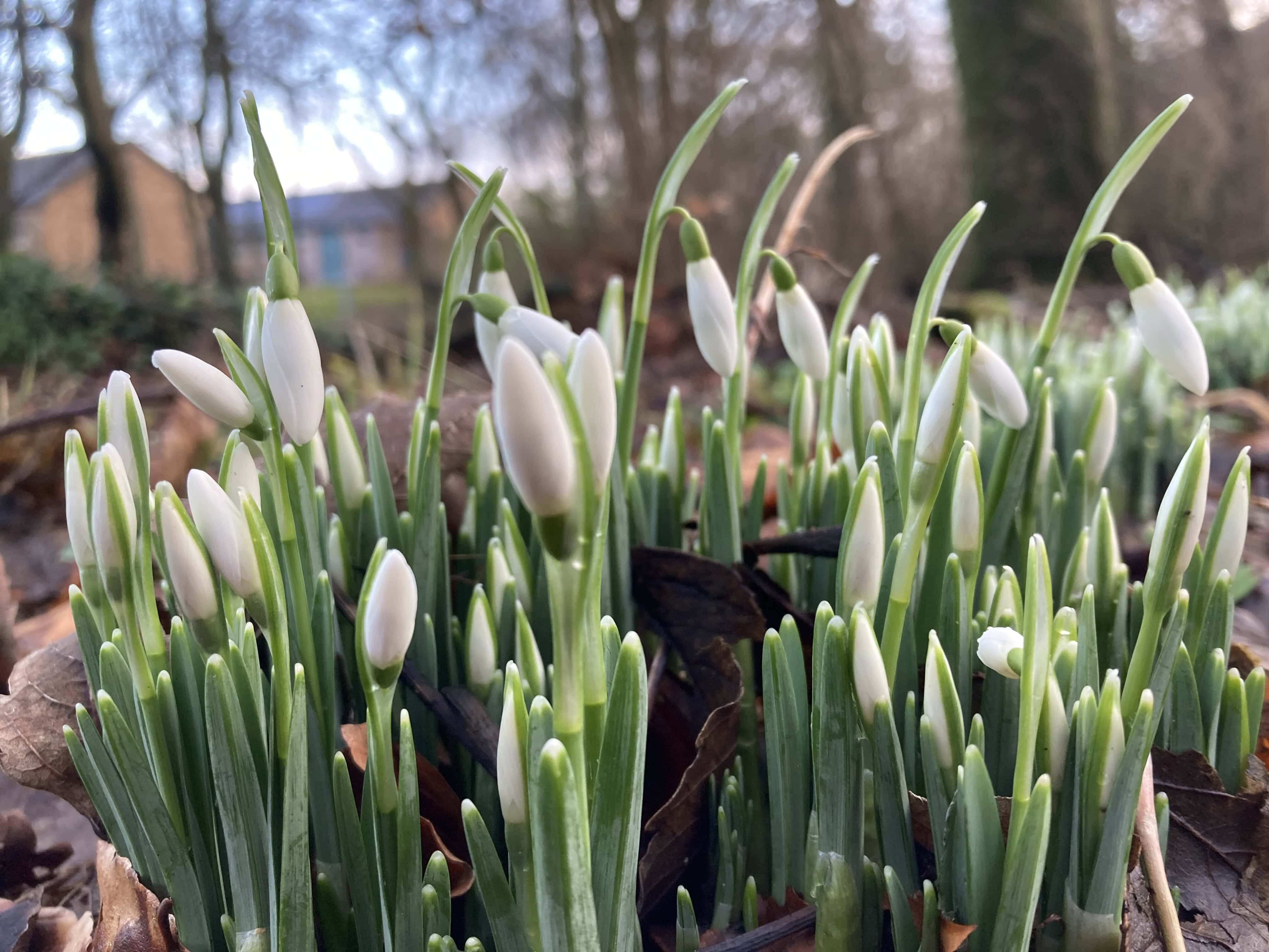 Snowdrops A Ground-Level Perspective– Cellpic Sunday