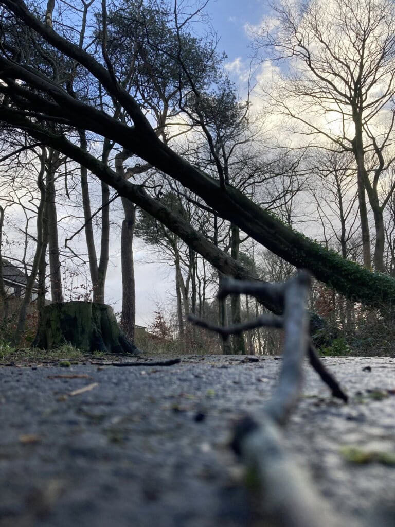 Fallen tree, ground-level perspective