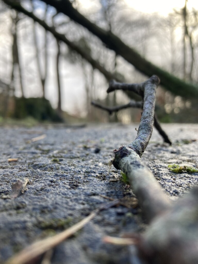 Twig with fallen tree background