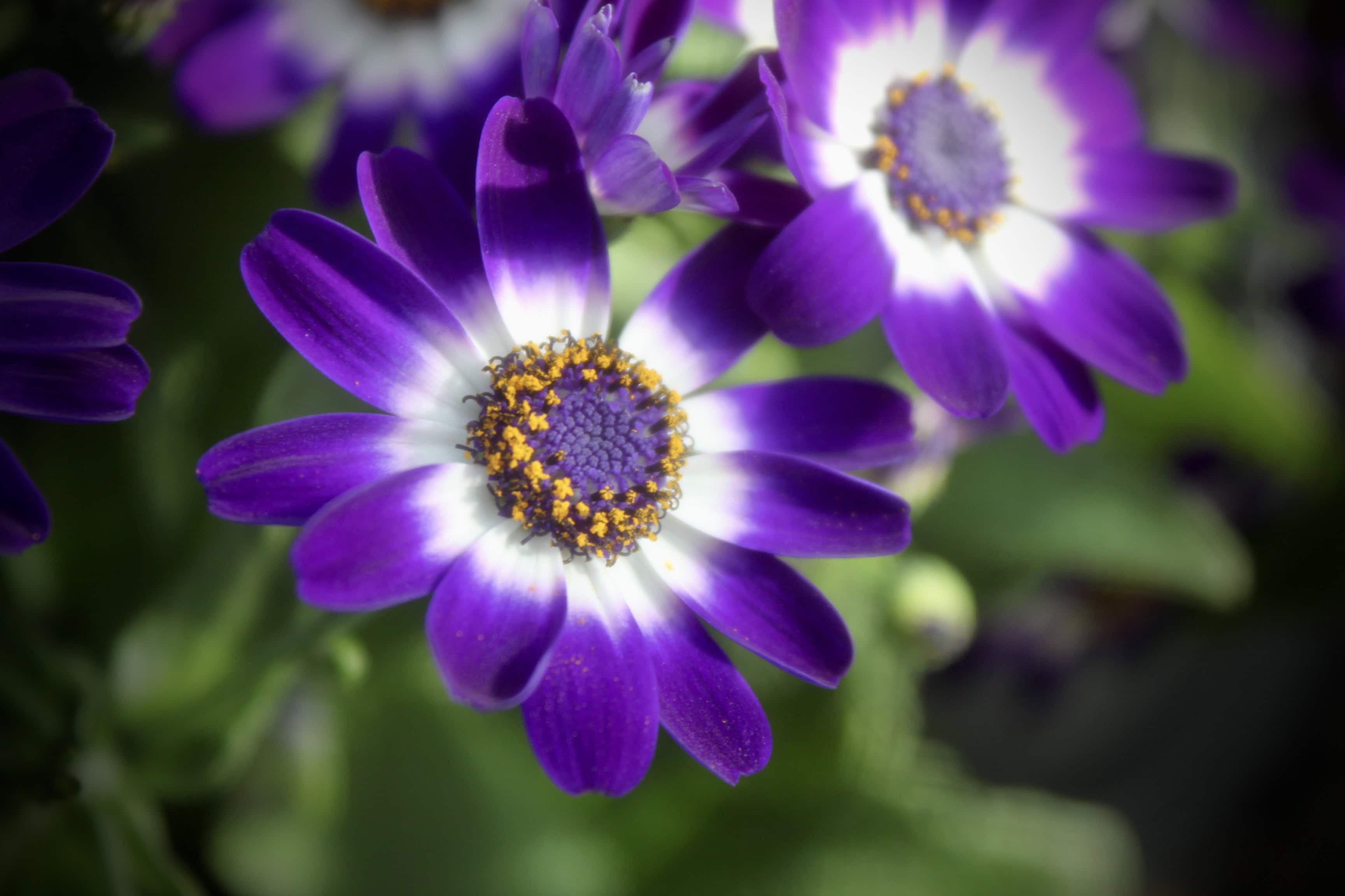 Cape Daisy