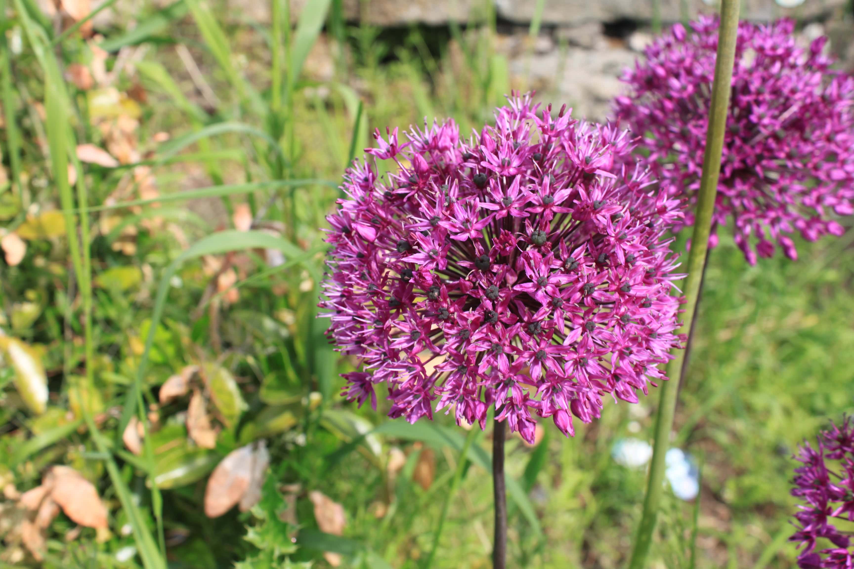 Alliums