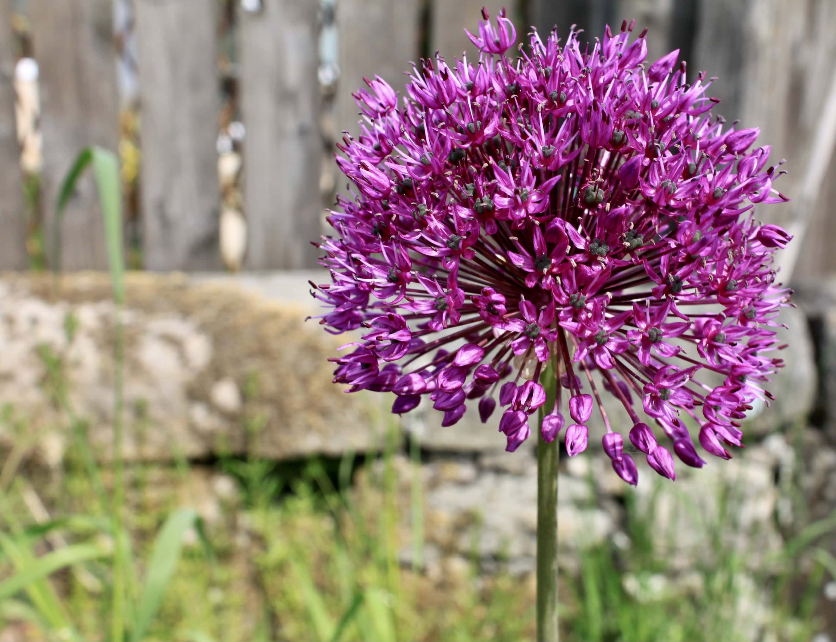 Allium