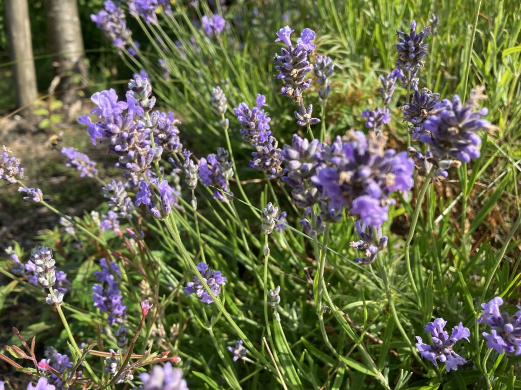 Lavender