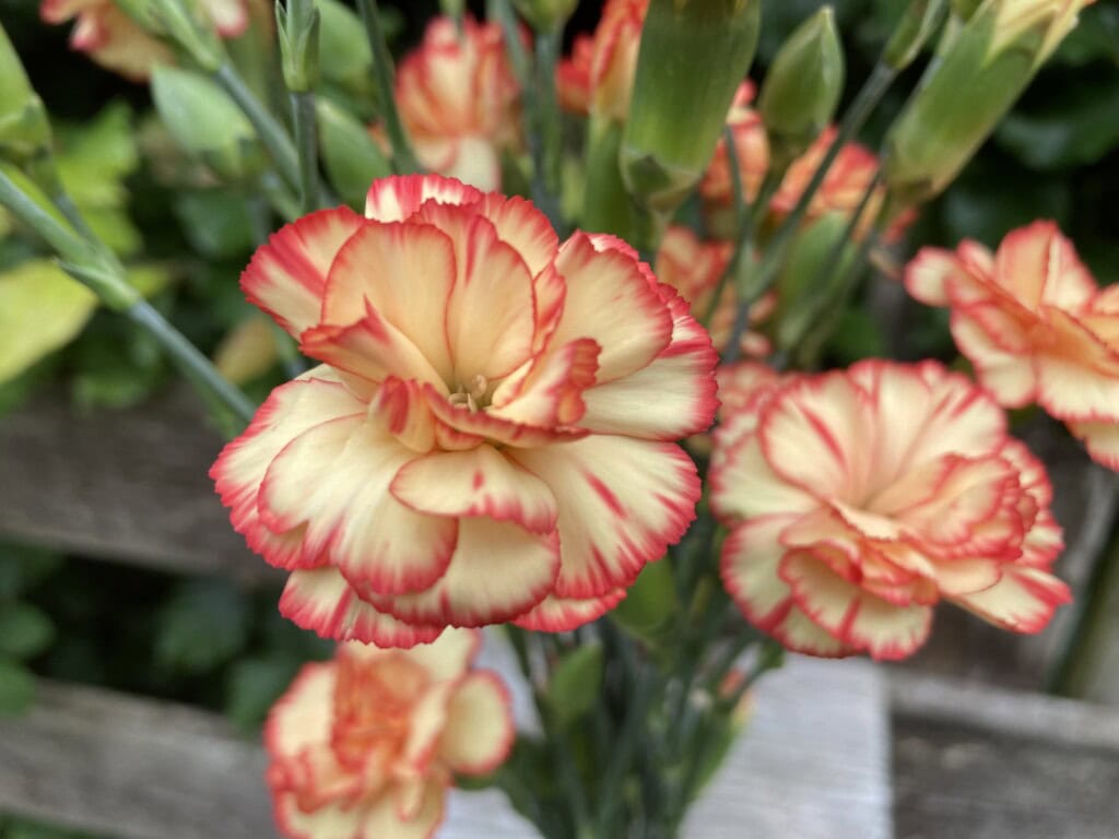 Carnations