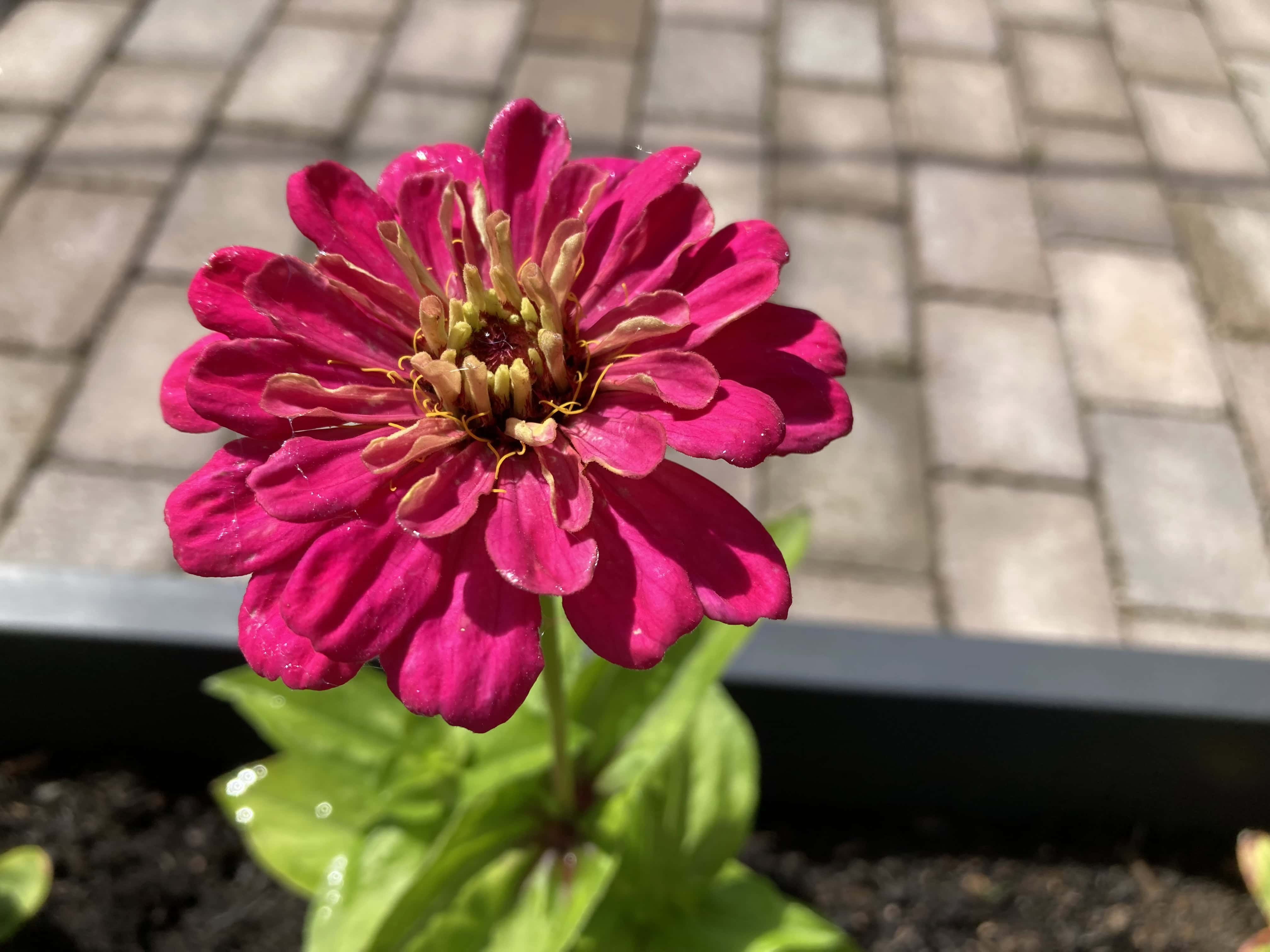 Zinnia