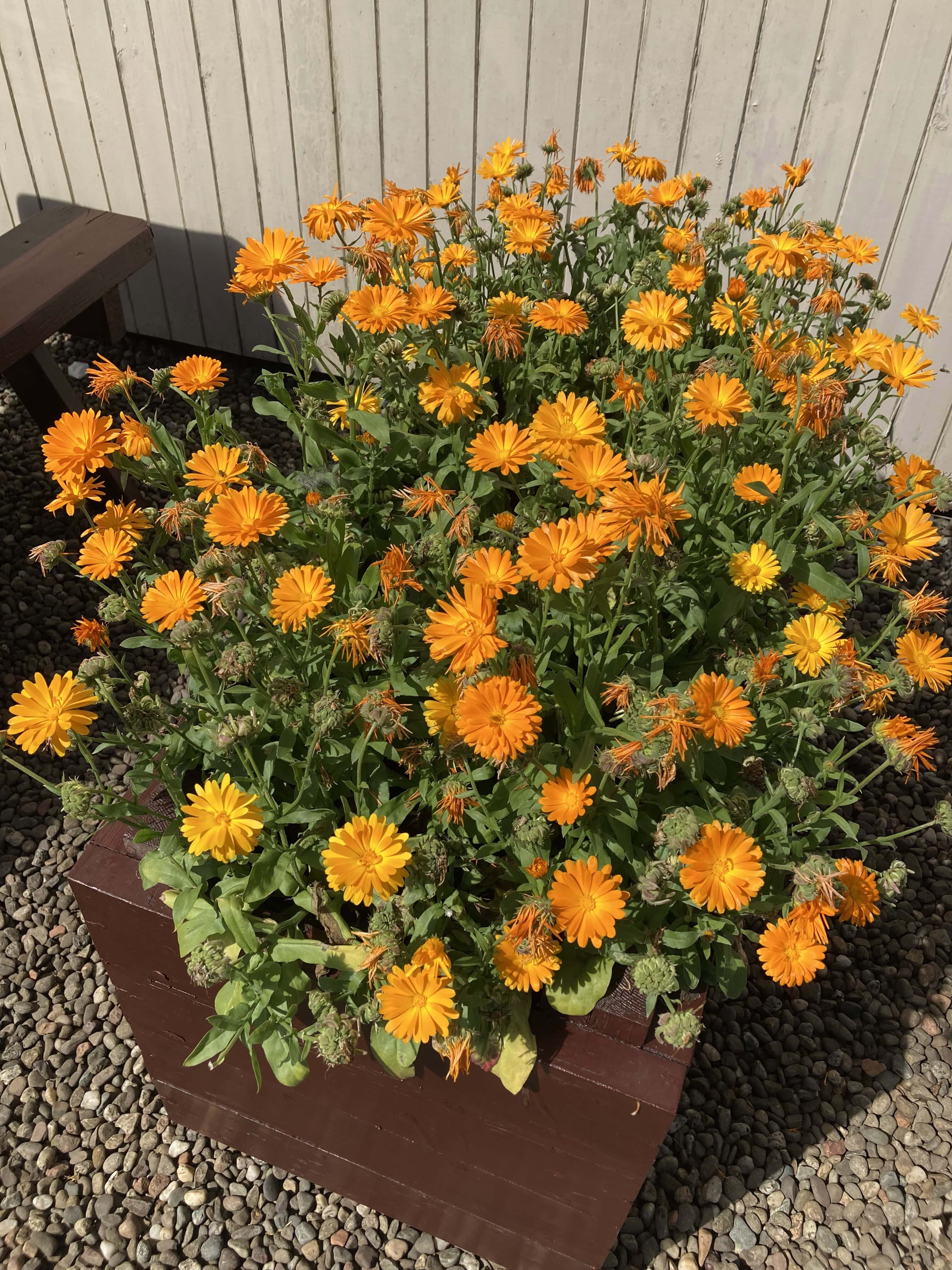 Pot marigolds