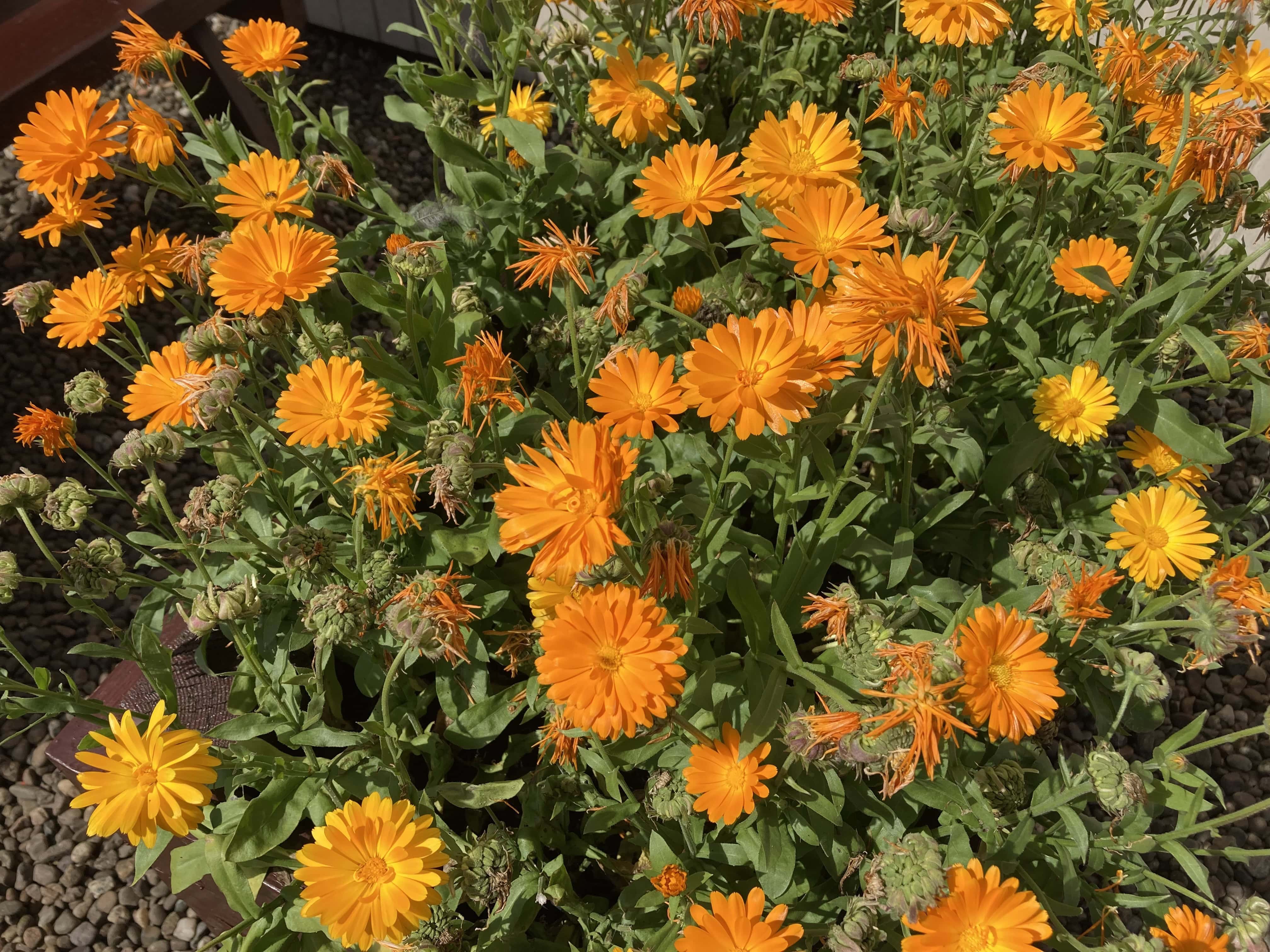 Pot marigolds