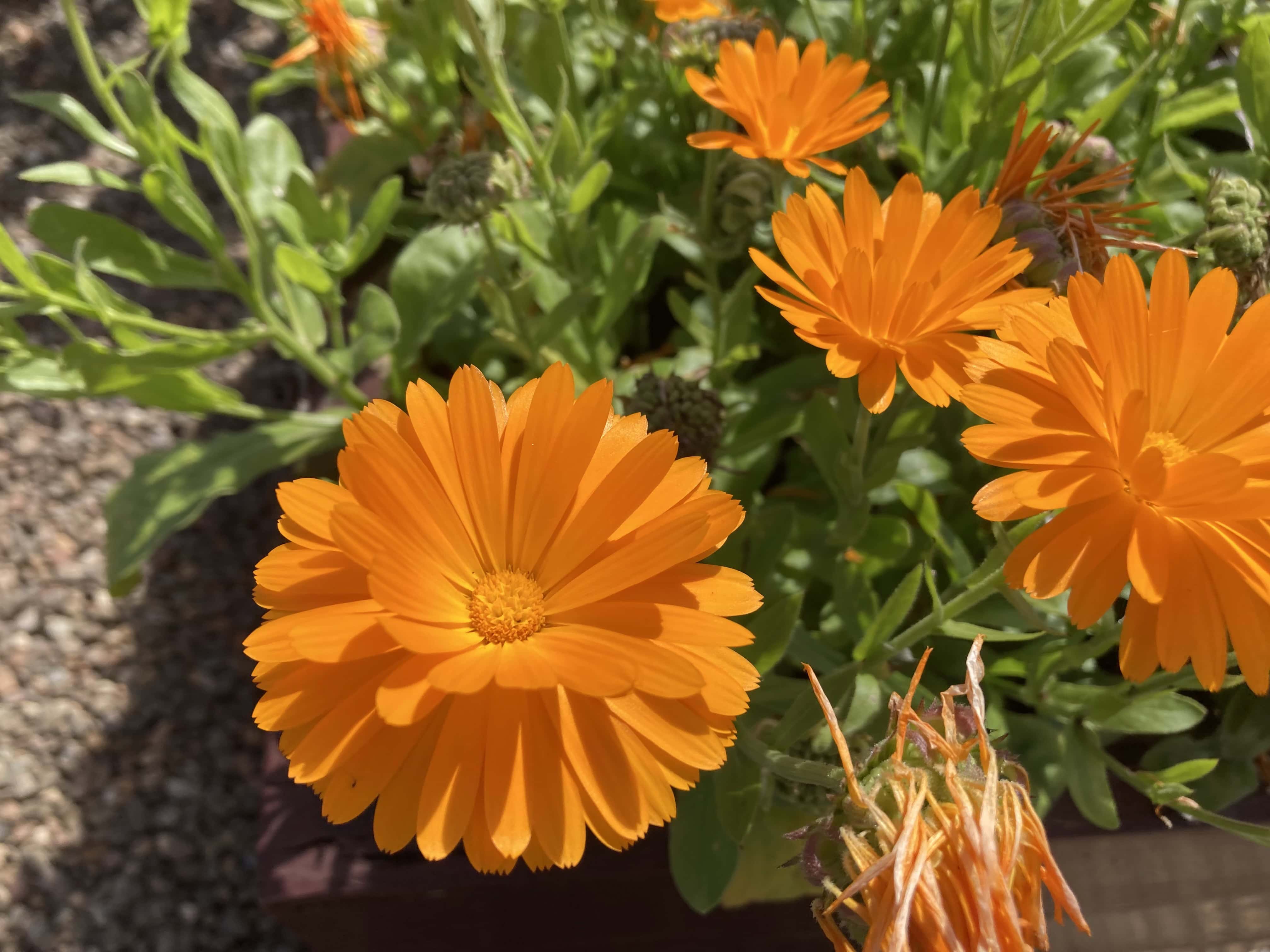Pot marigolds