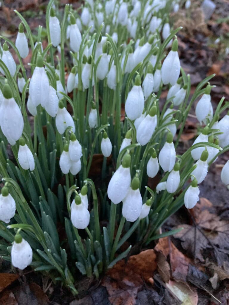 Snowdrops