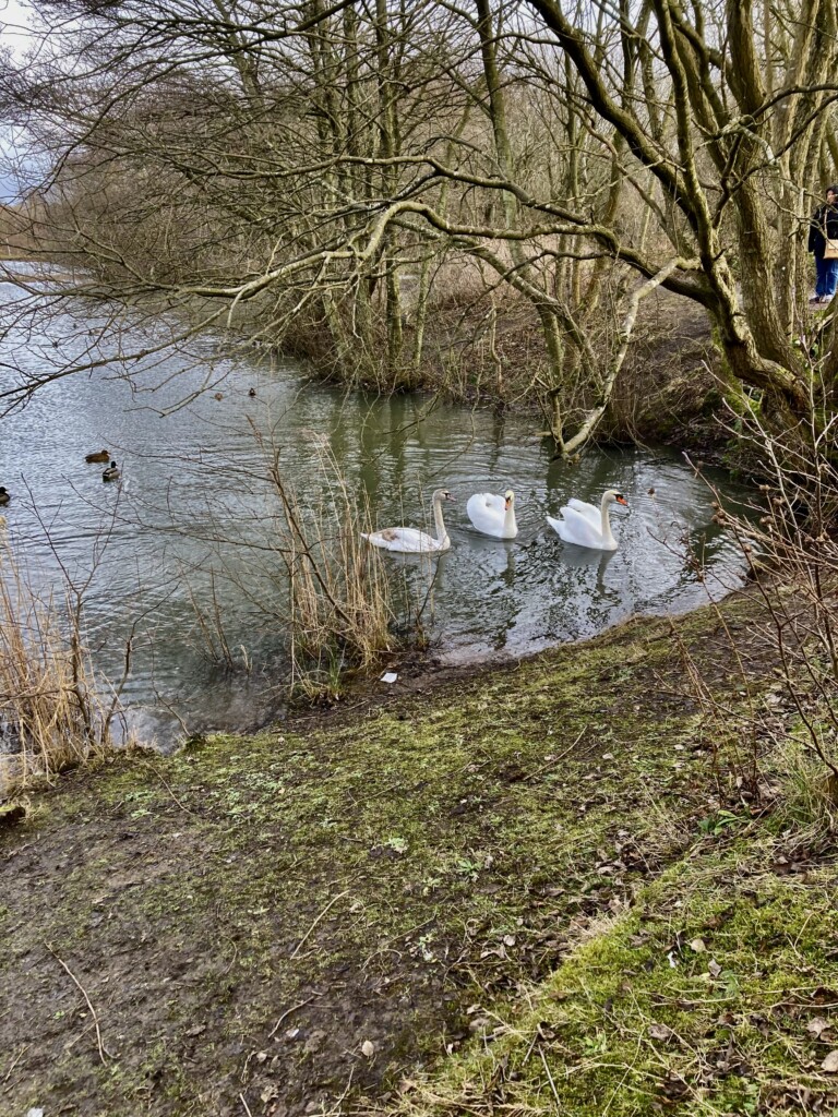 Swans on Straiton Pond