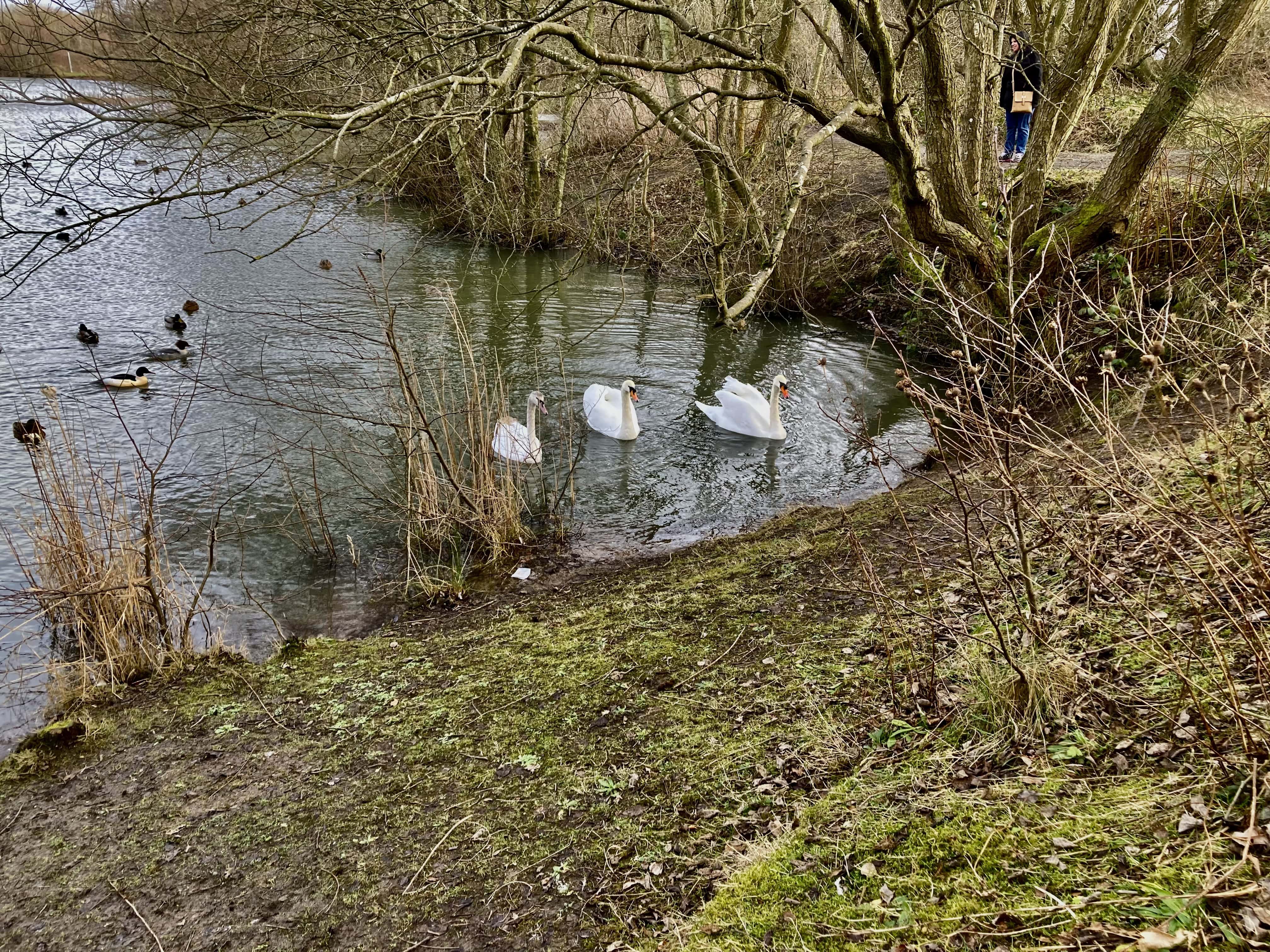 Straiton Pond #2 for Water Water Everywhere #210